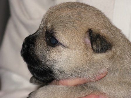 141031male2