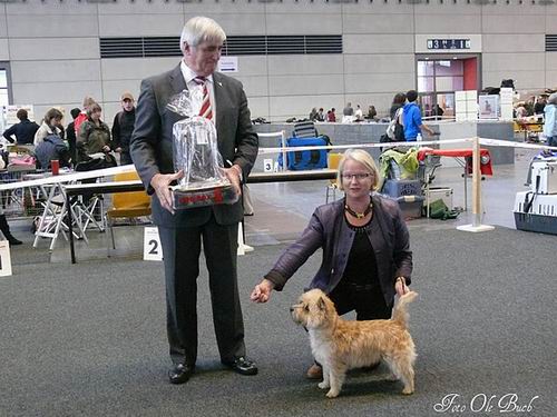 BISudenlandskterrier
