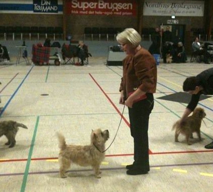 cairn codlin