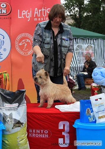viking, cairn terrier, russia