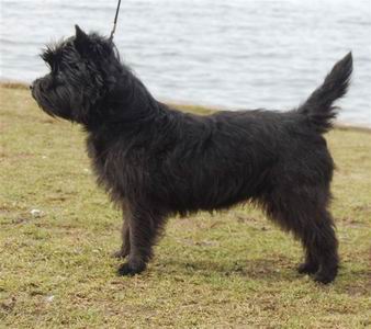 cairn terrier cairn lodge ally