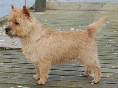 cairn terrier cairn lodge Bailey
