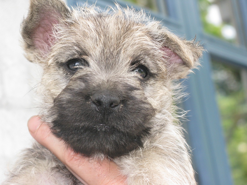 0526_wheaten_male.jpg