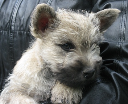 0607wheatenmale.jpg