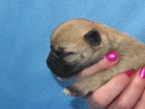 2204rbitchedbrindle