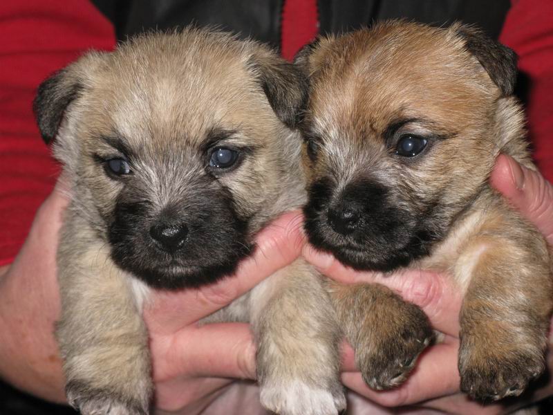 cairn codlin hvalpe