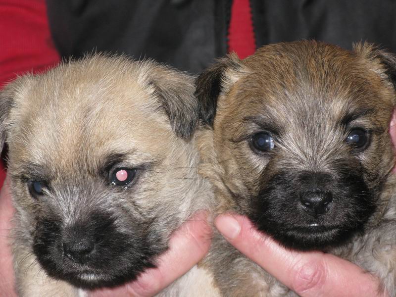 cairn codlin hvalpe