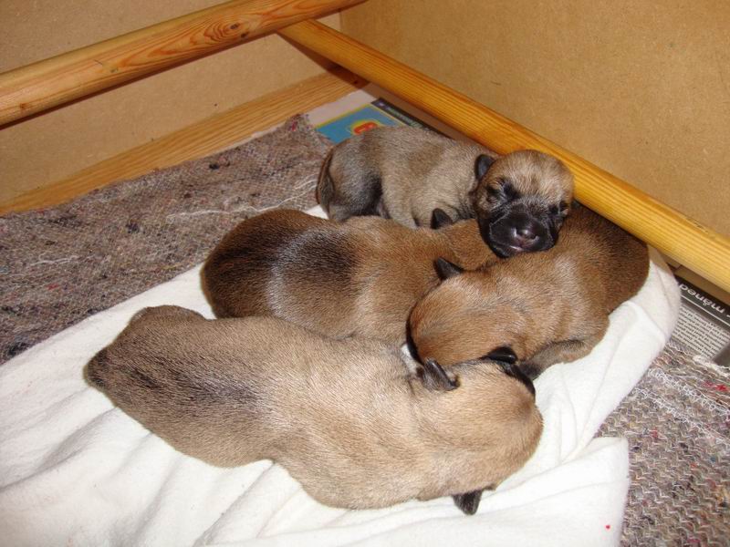 codlinkids 24.11.2010
