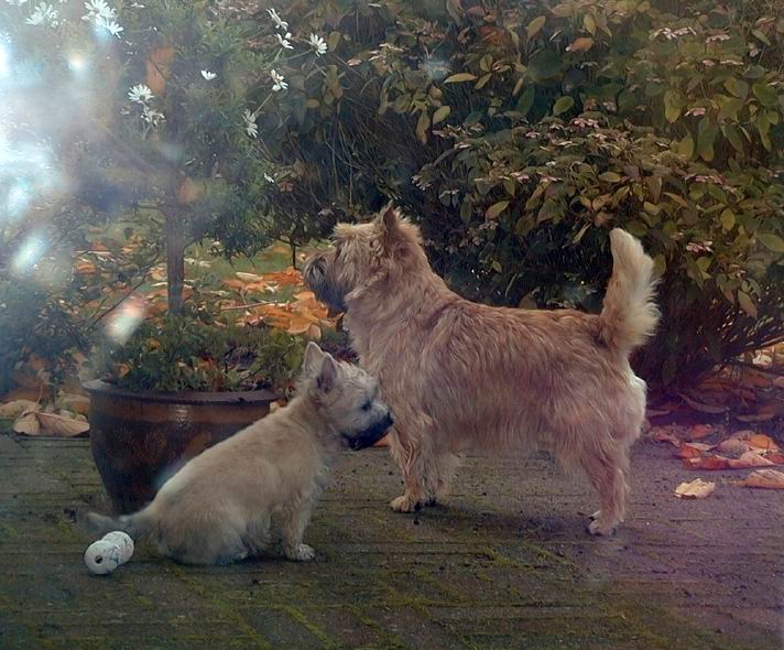 cairn terrier