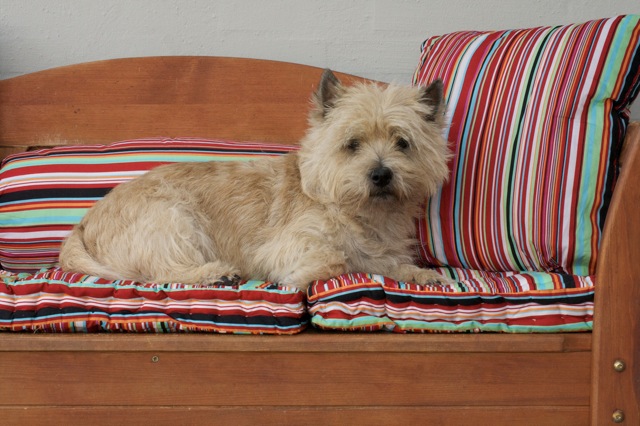 Cairn Terrier Multich. Zalazar Yahoo